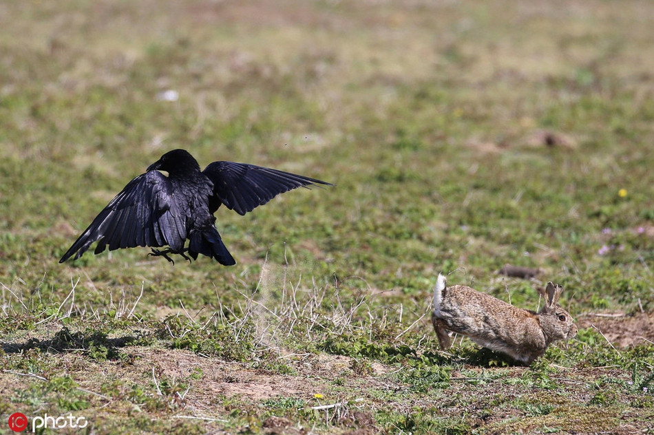 "Tôi thấy mình cần phải làm gì đó mà thật may mắn, nhờ ơn trời, hành động của tôi đã khiến quạ phân tâm, bị giật mình và thả thỏ con xuống", nhiếp ảnh gia Ray Pownall nói.