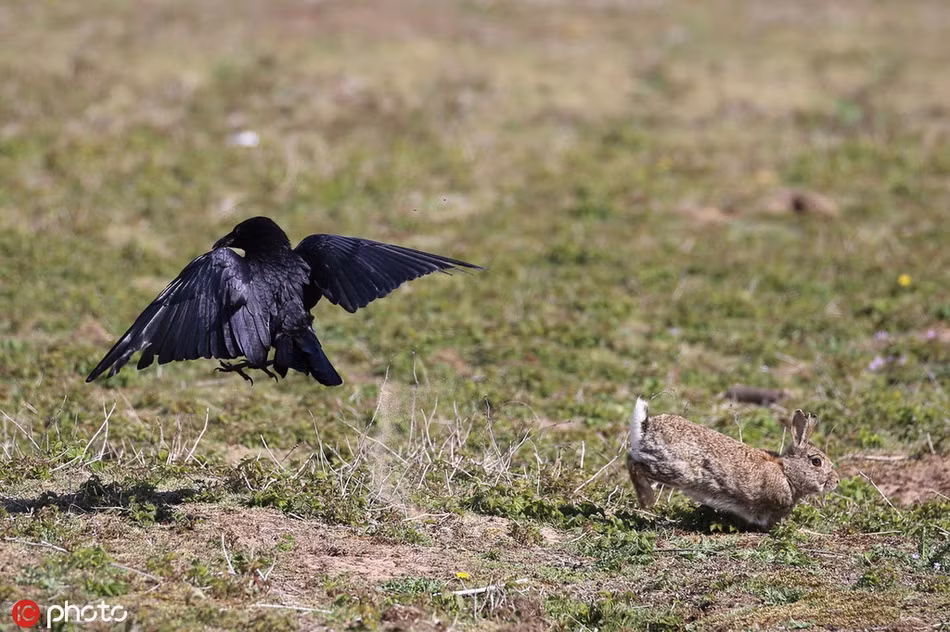"Tôi thấy mình cần phải làm gì đó mà thật may mắn, nhờ ơn trời, hành động của tôi đã khiến quạ phân tâm, bị giật mình và thả thỏ con xuống", nhiếp ảnh gia Ray Pownall nói.