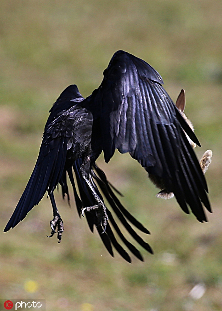 Mới đây, nhiếp ảnh gia Ray Pownall trong khi đến bờ biển Formby, Mer Jerseyide, Anh chụp được những hình ảnh vô cùng kịch tính và ấn tượng khi quạ đen rình mò, định săn bắt thỏ con.