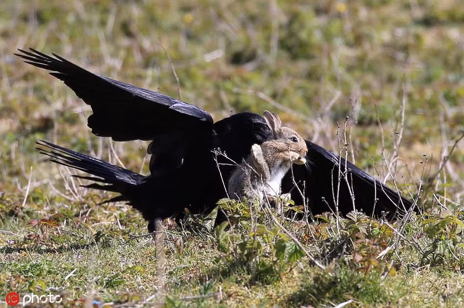Khi trở lại mặt đất, vì quá hoảng hốt, thỏ con chỉ biết chạy quanh, cố gắng tìm một cái hang để trốn. Thấy thế, quạ đen lại lao đến muốn hoàn thành cuộc đi săn.