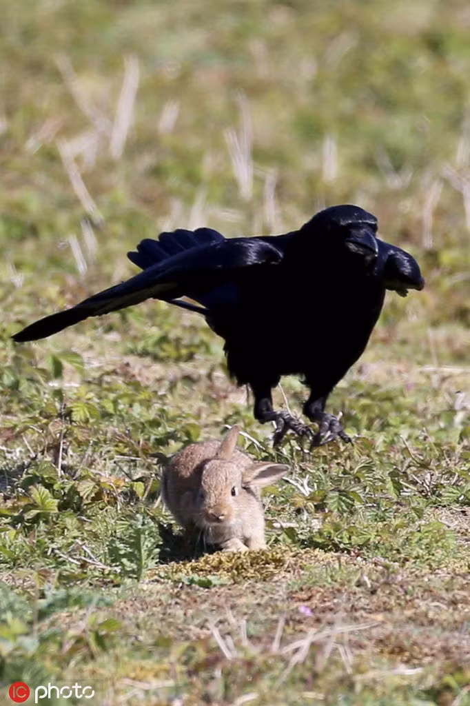 Nhiếp ảnh gia Ray Pownall cho biết, vào thời điểm đó, con thỏ non đang cùng với mẹ gặm cỏ trên cồn cát, đứng đằng xa là một con quạ đen đang rình mò.