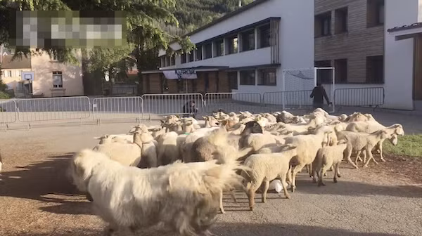 Truong tieu hoc thieu hoc sinh, danh cho cuu... di hoc-Hinh-3