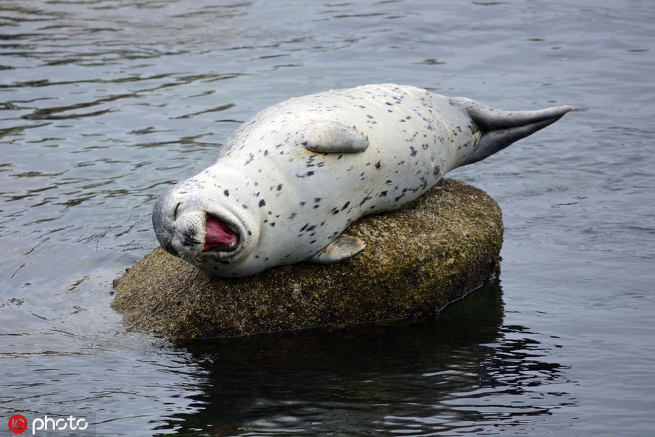 Lại thêm một chú hải cẩu báo cười híp cả mắt khi được nhiếp ảnh gia chụp ảnh.