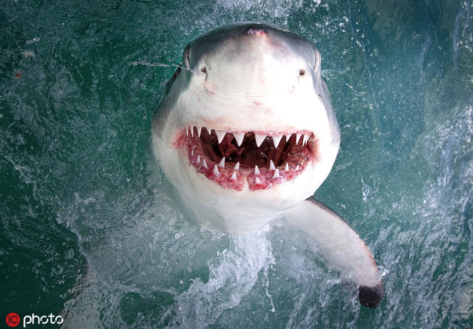 Mặc dù nhe răng ra cười với nhiếp ảnh gia, thế nhưng nụ cười với chiếc hàm lởm chởm răng sắc như dao cạo của con cá mập trắng lớn này lại khiến người xem vừa vui vẻ vừa rùng mình.