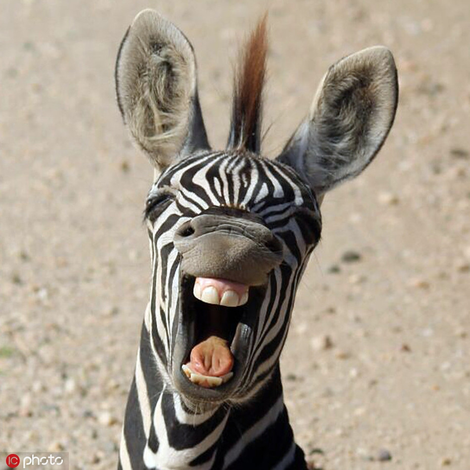 Ngựa vằn và điệu cười sảng khoái khi có cơ hội trêu ghẹo nhiếp ảnh gia.