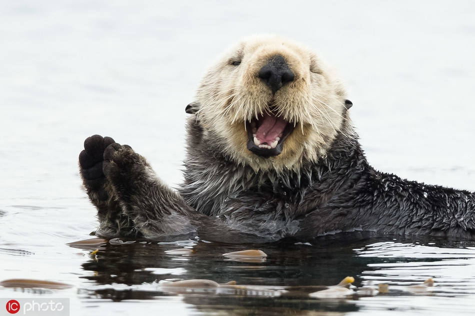 Thấy nhiếp ảnh gia hướng ống kính về phía mình, con rái cá này lập tức xoay người, chắp tay cười làm duyên.