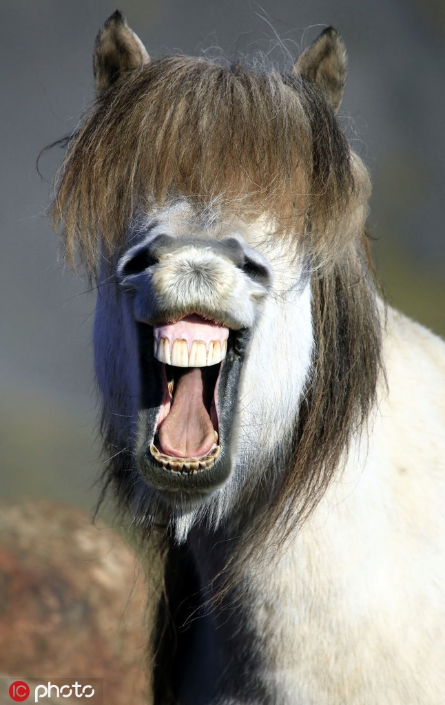 Tự tin khoe kiểu tóc như ngôi sao ca nhạc nổi tiếng, con ngựa này cười vô cùng thoải mái, vui vẻ.