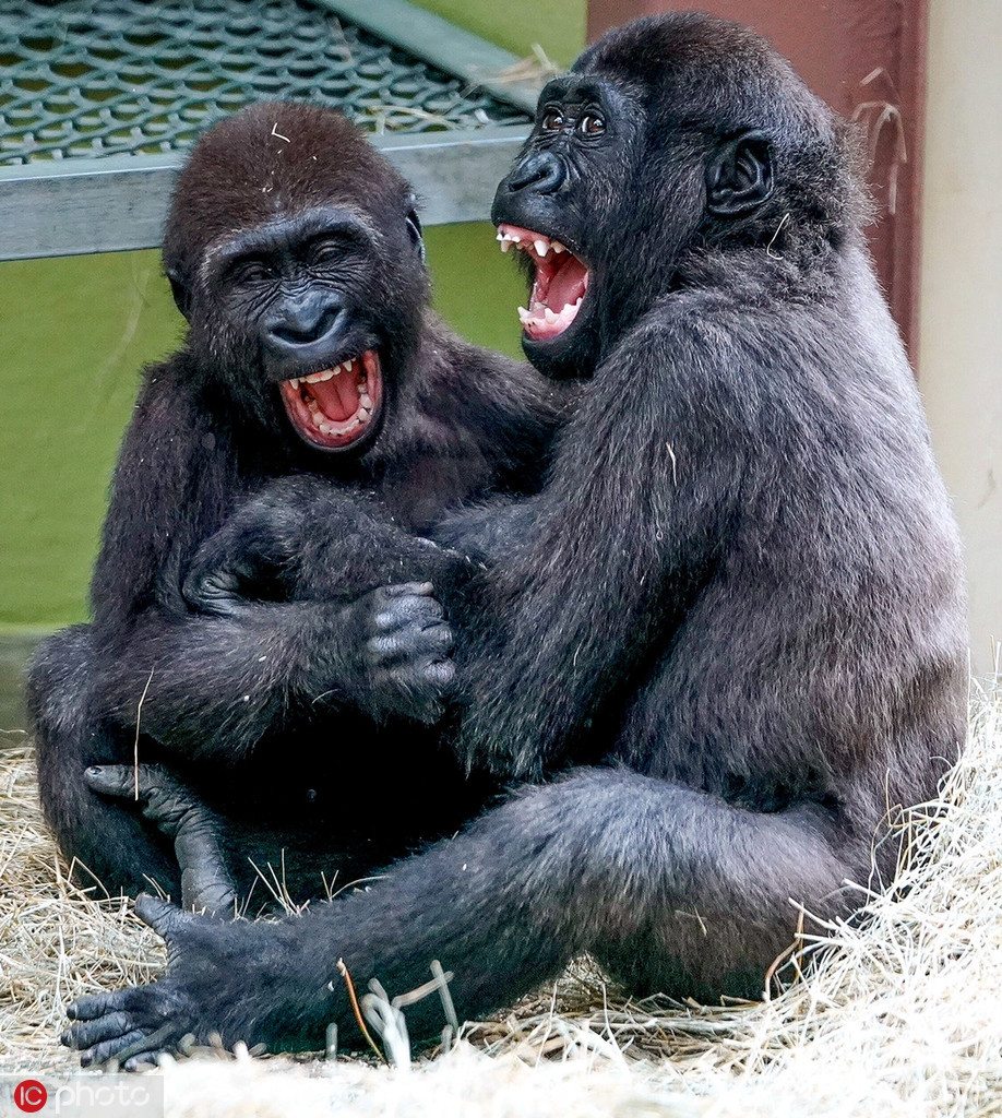 Dường như khám phá ra chuyện vô cùng thú vị, hai con khỉ đột ôm nhau cười ngặt nghẽo, không thể kìm chế.