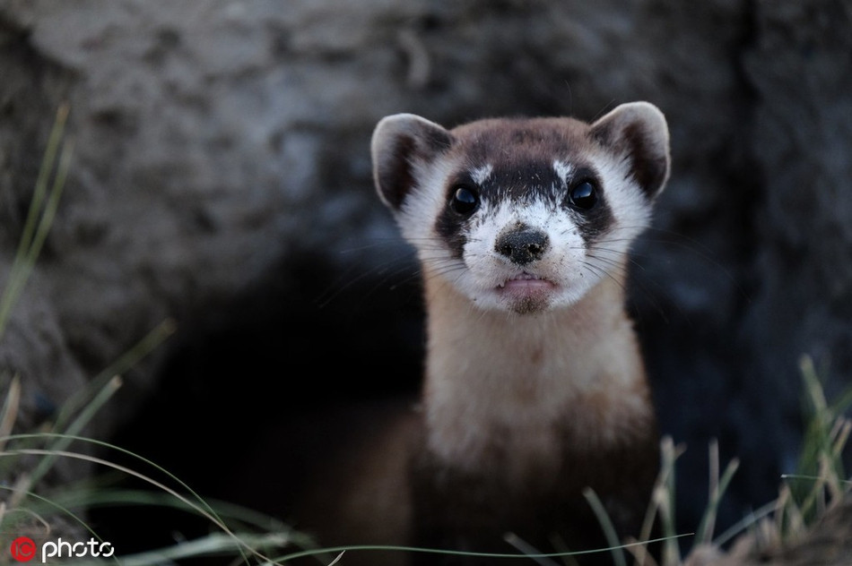 Chồn chân đen ở bang Utah, Mỹ. Chúng bị liệt vào danh sách cực kỳ nguy cấp khi số lượng loài chỉ còn vài chục cá thể. May mắn thay, nhờ nỗ lực không ngừng nghỉ của các nhà khoa học, hiện số lượng loài đang dần tăng lên.