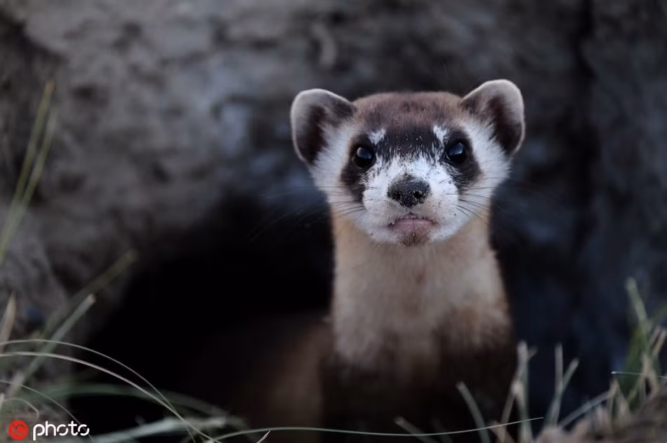 Chồn chân đen ở bang Utah, Mỹ. Chúng bị liệt vào danh sách cực kỳ nguy cấp khi số lượng loài chỉ còn vài chục cá thể. May mắn thay, nhờ nỗ lực không ngừng nghỉ của các nhà khoa học, hiện số lượng loài đang dần tăng lên.