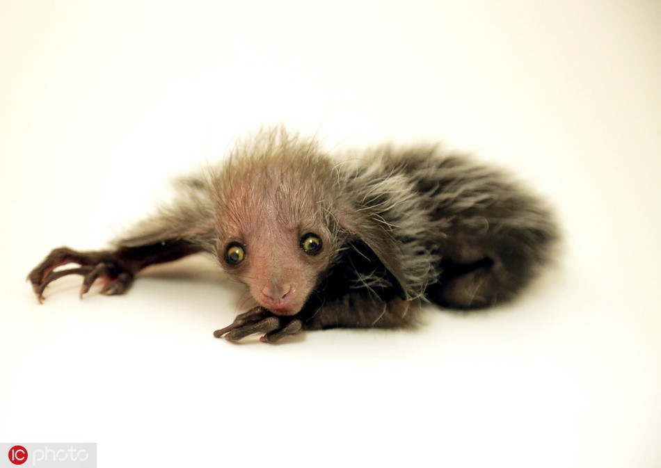 Khỉ Aye-aye hay khỉ chỉ hầu thực chất là một loài vượn cáo có nguồn gốc từ quần đảo Madagascar. Chúng đã từng suýt tuyệt chủng bởi mang tiếng là xui xẻo. Hiện, khỉ Aye-aye đang được bảo tồn gắt gao.