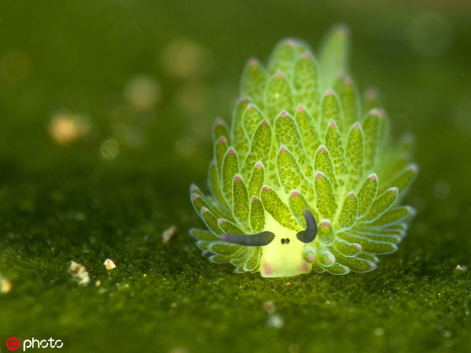 Một con sên biển quý hiếm ở Bali, Indonesia. Chúng còn được gọi là sên biển cừu lá bởi vẻ ngoài siêu cấp đáng yêu và độc đáo của mình.