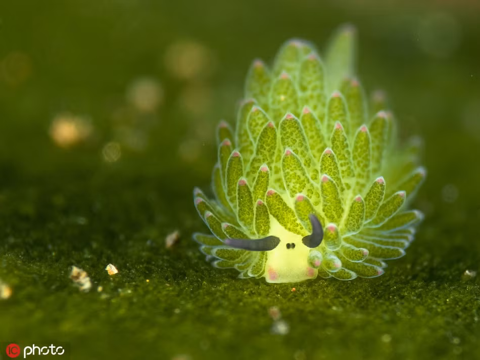 Một con sên biển quý hiếm ở Bali, Indonesia. Chúng còn được gọi là sên biển cừu lá bởi vẻ ngoài siêu cấp đáng yêu và độc đáo của mình.