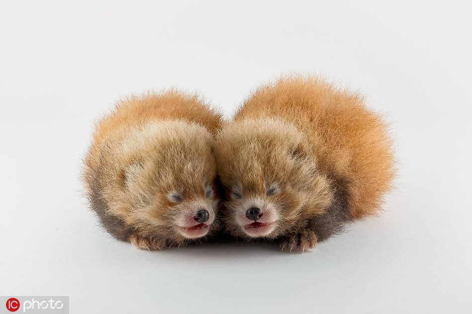 Trong ảnh là hai con gấu trúc đỏ mới sinh tại thành phố Birmingham, Mỹ. Gấu trúc đỏ là một trong những loài động vật quý hiếm và có nguy cơ tuyệt chủng. Chỉ có ít hơn 2.500 con gấu trúc đỏ trưởng thành còn lại trên thế giới. Ở Trung Quốc, gấu trúc đỏ sống trong rừng tre. Mặc dù gấu trúc đỏ và gấu trúc khổng lồ sống cùng nhau, chúng là hai loại động vật khác nhau.