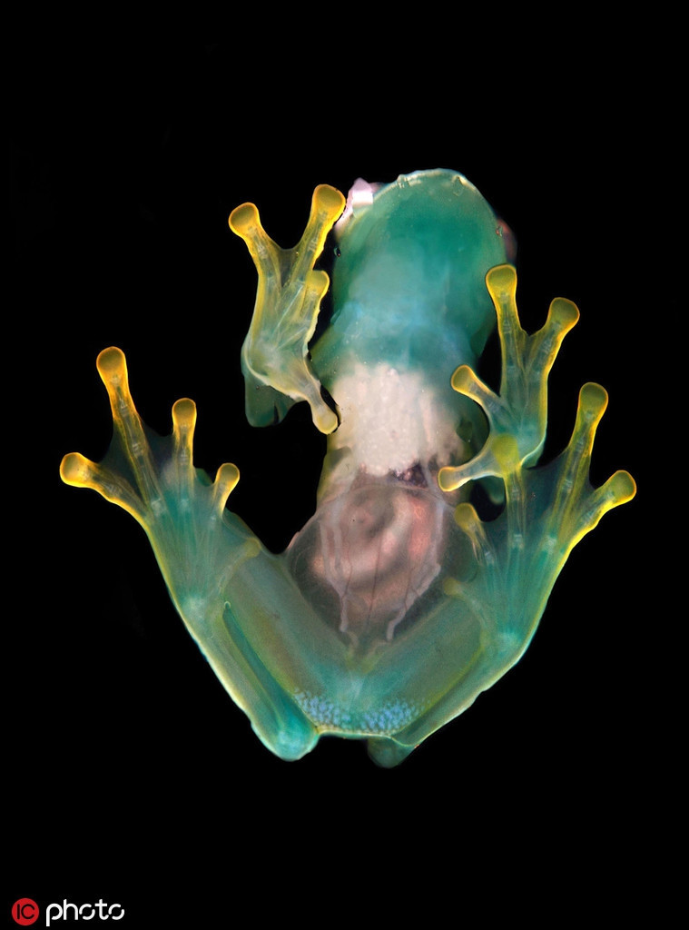 Ếch thủy tinh quý hiếm trong khu rừng nhiệt đới Costa Rica.