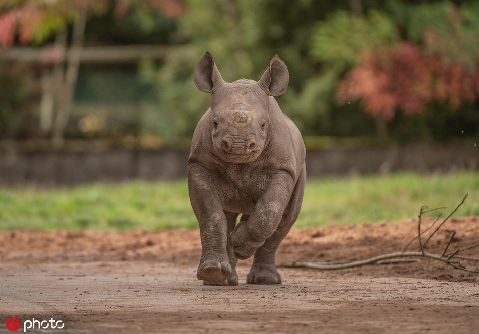 Tê giác là một trong những loài động vật có nguy cơ tuyệt chủng cao nhất thế giới. Chúng bị săn giết để lấy sừng. Hiện nhiều loài tê giác đang được bảo tồn gắt gao nhưng vẫn không tránh được những kẻ săn trộm khát tiền.