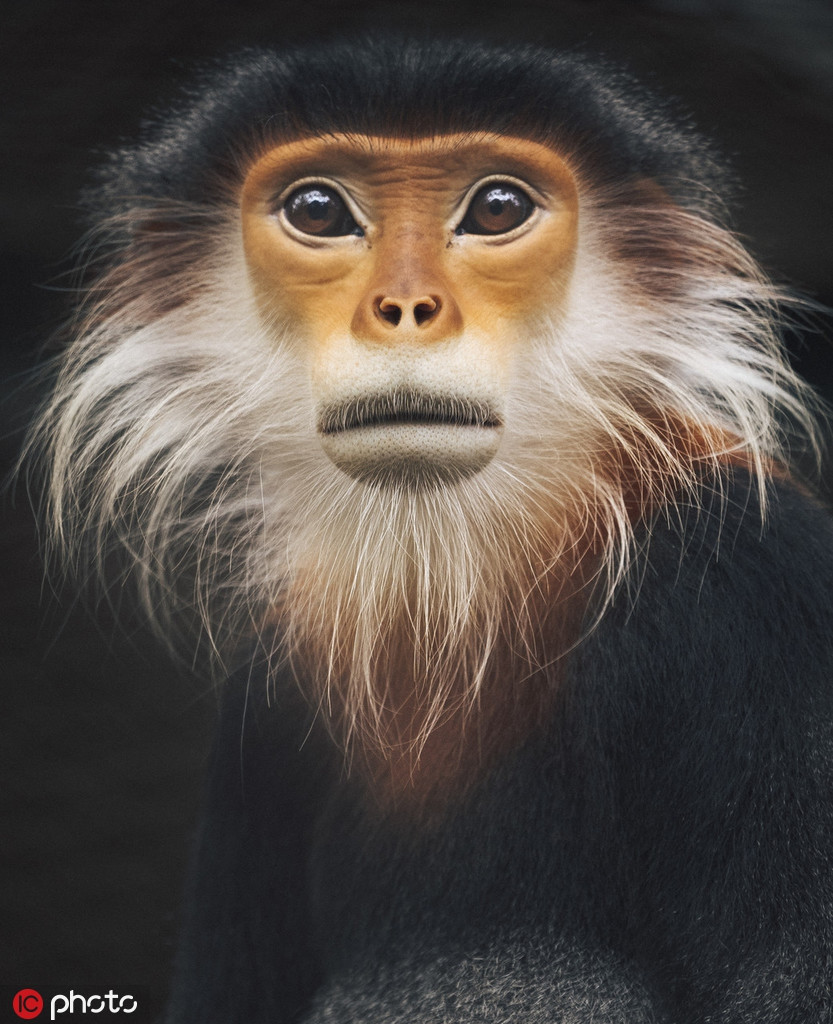 Voọc chà vá chân đỏ tại Trung tâm cứu hộ linh trưởng Việt Nam đang bị đe dọa và gần như tất cả các loài linh trưởng Việt Nam đều có nguy cơ tương tự.