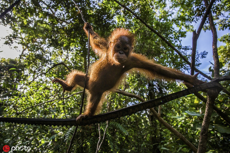 Một con đười ươi mồ côi leo trèo lên dây tại Trung tâm cứu hộ động vật quốc tế ở Tây Kalimantan, Indonesia.