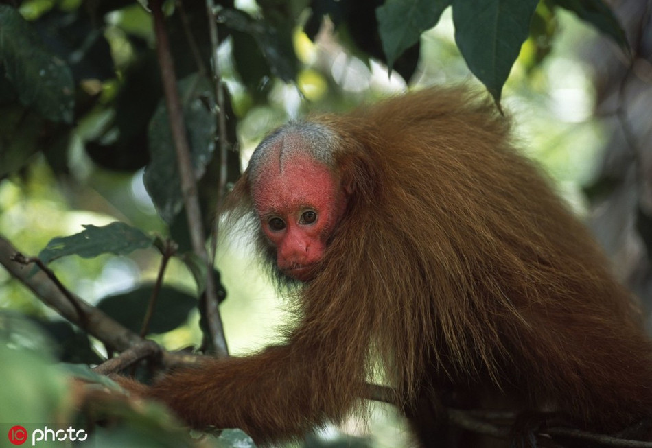 Khỉ Uakari, một loài khỉ cực hiếm, chỉ được tìm thấy ở vùng rừng nhiệt đới Amazon.