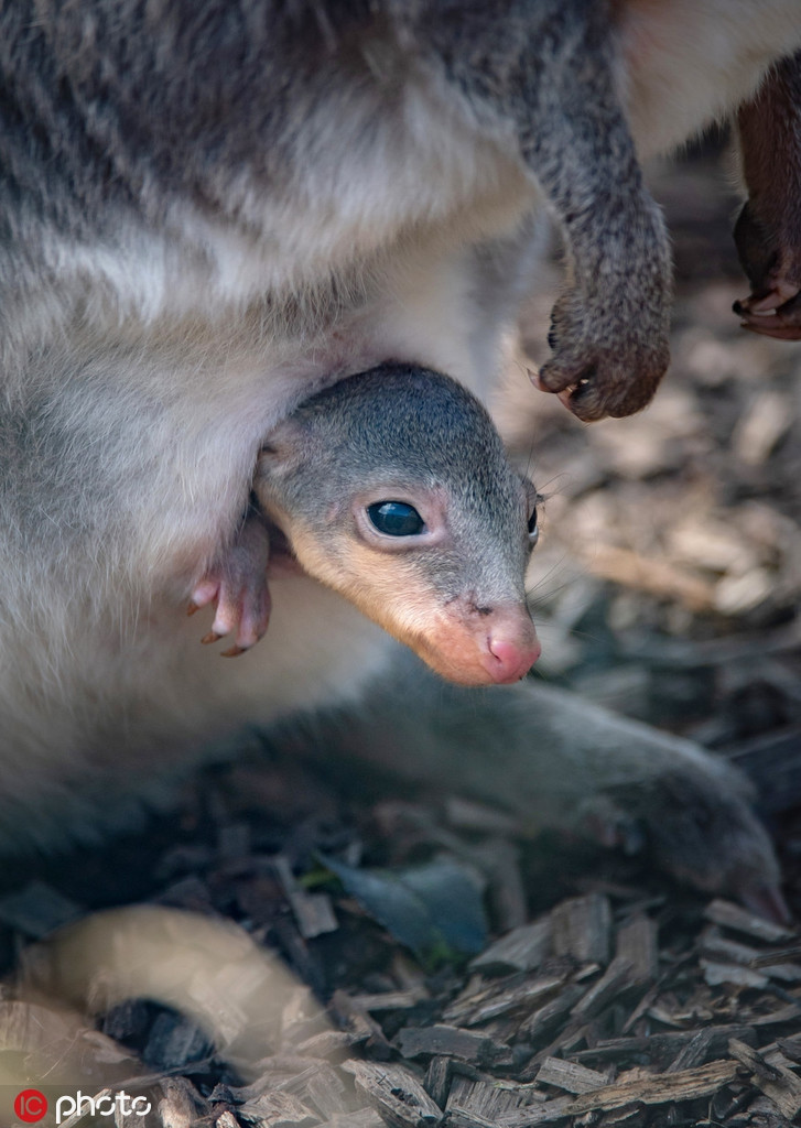 Chuột túi cát đen Thylogale brunii tại sở thú Chester, Anh, đây là một trong những loài chuột túi quý hiếm nhất thế giới.