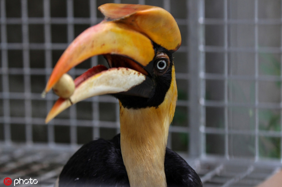 Chim mỏ sừng quý hiếm, gần như tuyệt chủng do nạn săn bắn của con người ở tỉnh Aceh, Indonesia.