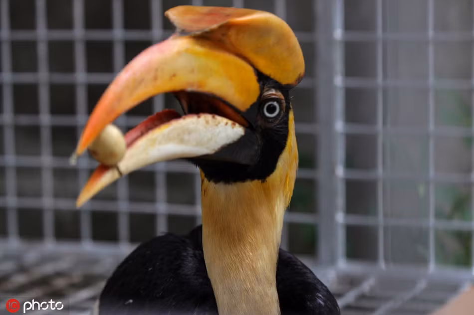 Chim mỏ sừng quý hiếm, gần như tuyệt chủng do nạn săn bắn của con người ở tỉnh Aceh, Indonesia.