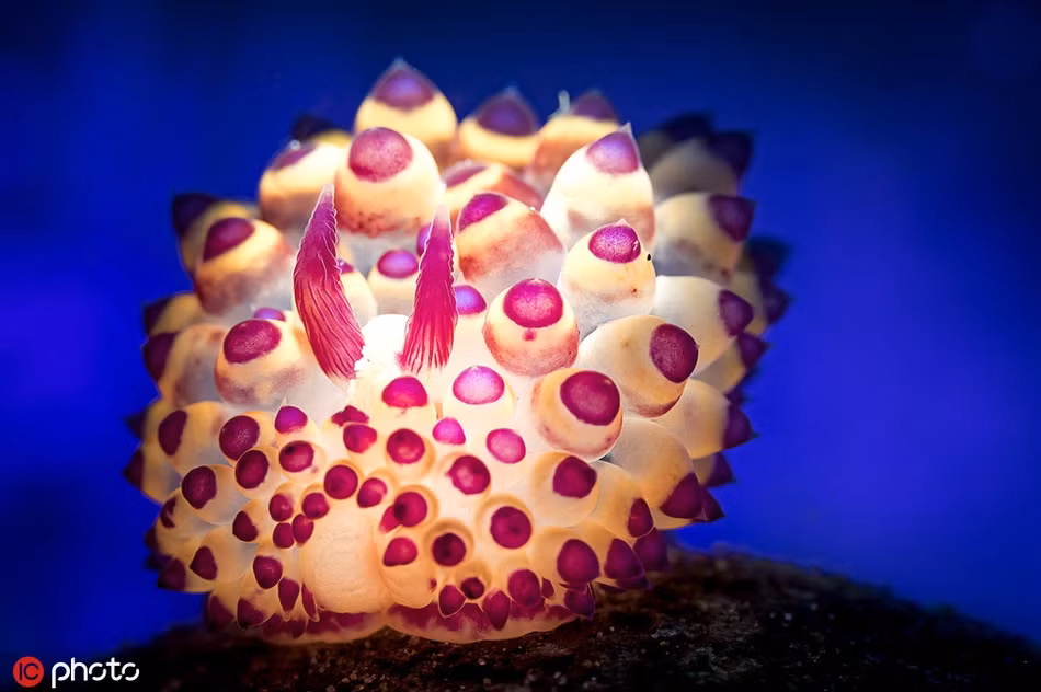 Một sinh vật biển lạ lùng và độc đáo dưới đáy biển.