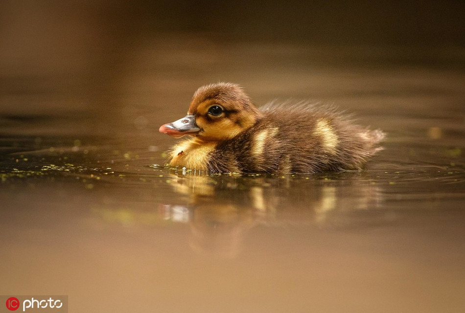 Trong ảnh là một trong bốn con vịt con cánh trắng, loài vịt hiếm nhất trên thế giới được sinh ra tại Sở thú Chester, Anh.