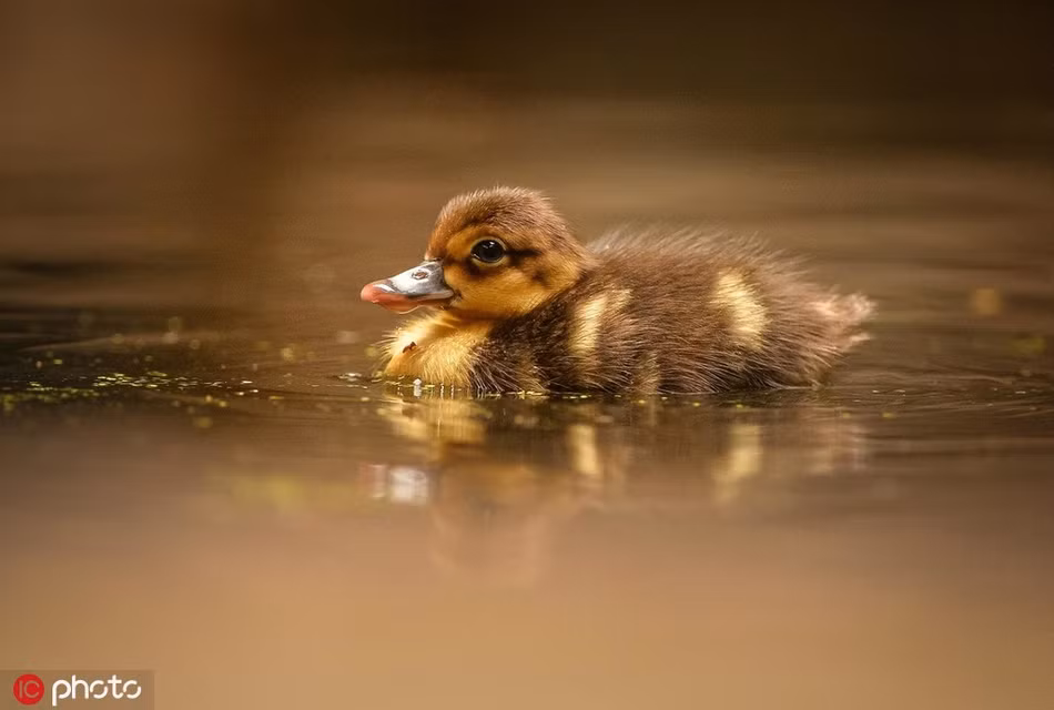 Trong ảnh là một trong bốn con vịt con cánh trắng, loài vịt hiếm nhất trên thế giới được sinh ra tại Sở thú Chester, Anh.