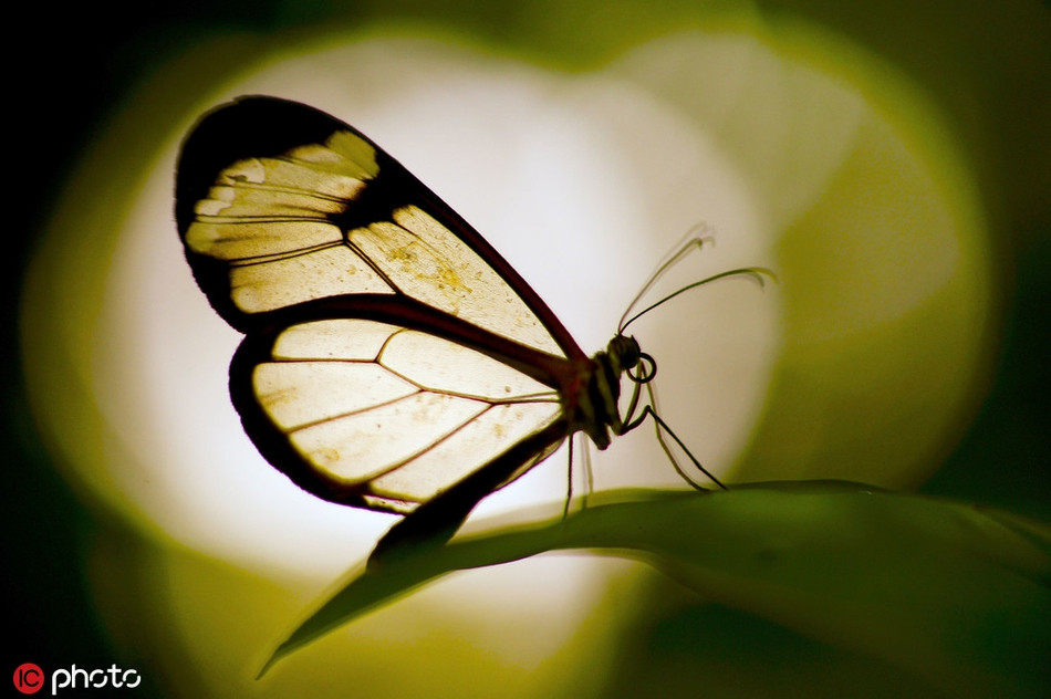 Bướm cánh thủy tinh ở Sheffield, một loài bướm rất hiếm thấy, sở hữu đôi cánh trong suốt, giúp chúng gần như hòa nhập hoàn toàn vào môi trường xung quanh.