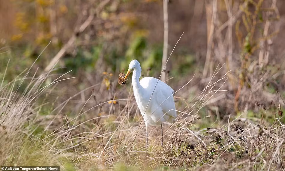 Chuột đồng tuyệt vọng la hét khi bị cò trắng xơi tái Chuot dong tuyet vong la het khi bi co trang xoi tai