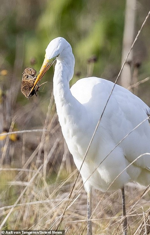 Chuot dong tuyet vong la het khi bi co trang xoi tai-Hinh-2