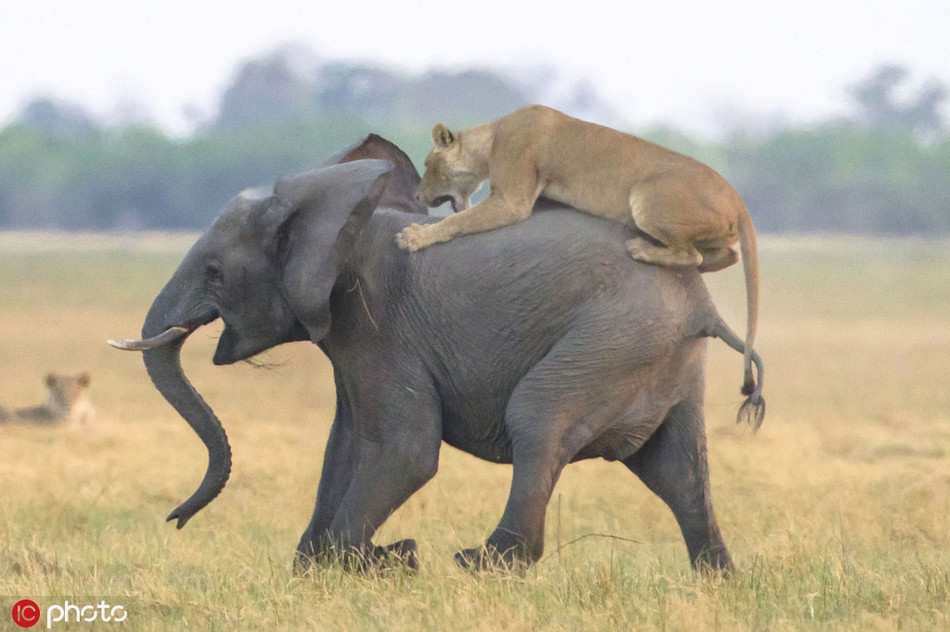 Trong khi đó, đàn sư tử vẫn cố thủ, ẩn nấp, nằm thấp dưới mặt đất, giấu mình trong những bụi cỏ.