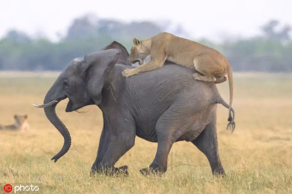 Trong khi đó, đàn sư tử vẫn cố thủ, ẩn nấp, nằm thấp dưới mặt đất, giấu mình trong những bụi cỏ.