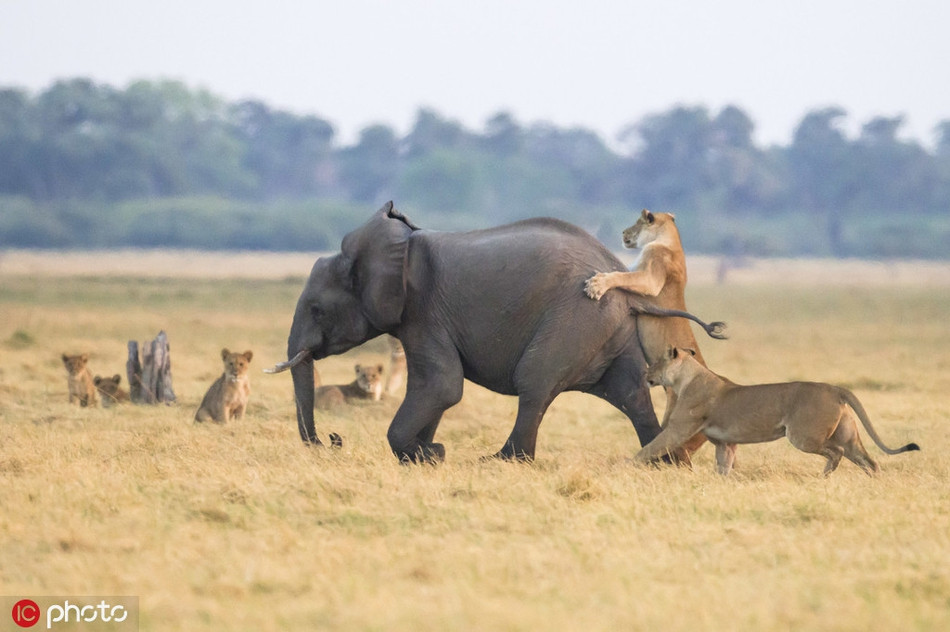 Con voi con hốt hoảng chạy trốn về phía đàn của mình. Khi còn cách đàn khoảng 20m, đàn sư tử quyết định từ bỏ.