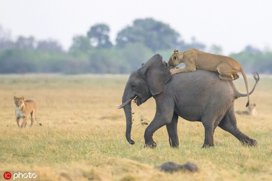 Dường như chúng hiểu rõ rằng, chúng sẽ không có cơ hội nào để săn những con voi trưởng thành, vì vậy chúng chờ đợi một cơ hội tốt hơn, nhắm đến voi con đi chậm.