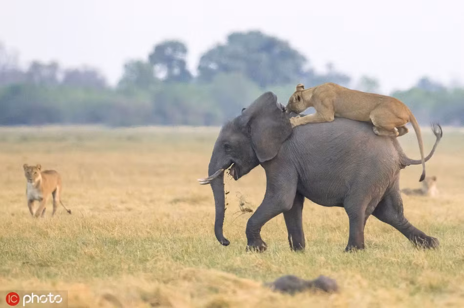 Dường như chúng hiểu rõ rằng, chúng sẽ không có cơ hội nào để săn những con voi trưởng thành, vì vậy chúng chờ đợi một cơ hội tốt hơn, nhắm đến voi con đi chậm.