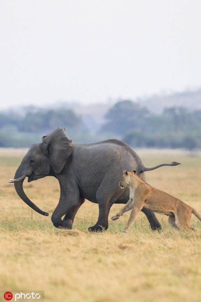 Đáng tiếc, do chênh lệch thể hình quá lớn cộng với việc do quá bất ngờ, những con sư tử khác chỉ chạy đến giúp đỡ khoảng 10 giây sau đó - thời điểm này, cơ hội ngẳn ngủi đã tiêu tan.