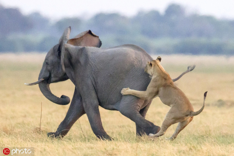 Khi thấy một con voi con chủ quan, đi tụt lại phía sau, một cặp vợ chồng sư tử lập tức hành động, chúng đuổi theo voi con ráo riết và sư tử cái thậm chí nhảy được lên lưng voi con.