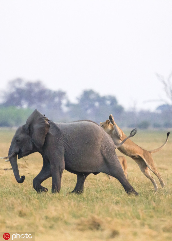Vào thời điểm đó, một đàn voi xuất hiện trong lãnh địa sư tử. Với ưu thế ngoại hình và lực lượng đông đảo, những con voi không có bất cứ biểu hiện lo lắng, run sợ nào.