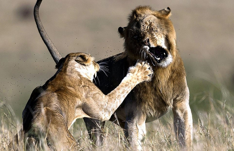 Khi thấy gầm gừ đe dọa cũng không có tác dụng, sư tử cái nén giận quan sát tiếp hành động của sư tử đực. Khi thấy sư tử đực vẫn quyết tâm đòi hỏi, đi vòng ra phía sau lưng mình, sư tử cái thực sự nổi điên, nó xoay người, bật lên và vươn móng vuốt tát thằng vào mặt sư tử đực, đồng thời gầm lên vô cùng hung hăng.