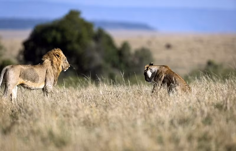 Cuối cùng, con sư tử đực lặng lẽ đi ra chỗ khác, khuất khỏi tầm mắt của vợ mình.