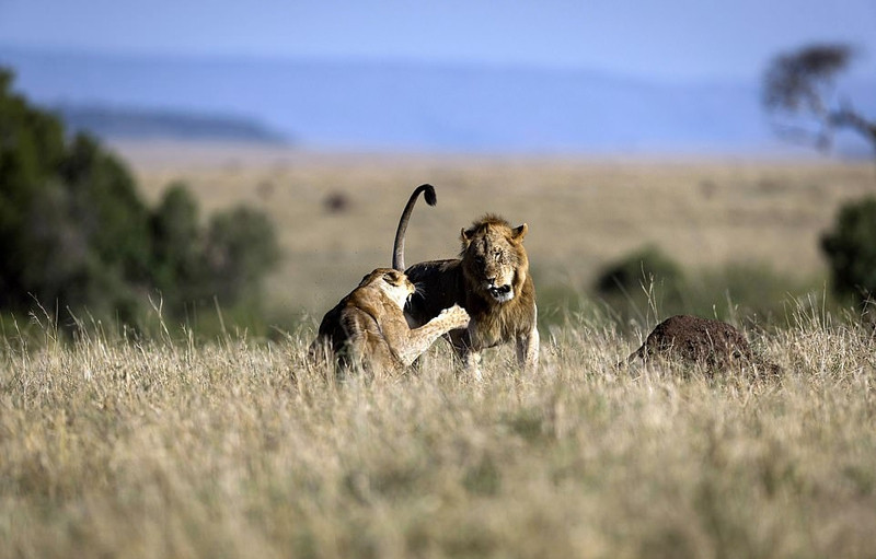 Theo thông tin đăng tải, khi thấy sư tử cái đang nằm nghỉ ngơi, sư tử đực động tình bèn tiến tới và mời gọi, đòi hỏi được ân ái mặn nồng. Có lẽ do quá mỏi mệt, sư tử cái không đồng ý, thấy sư tử đực mon men lại gần, nó gầm gừ dữ tợn để cảnh báo. Tuy nhiên, vì ham muốn khó cưỡng, sư tử đực vẫn cố tình bước tới, khiến sư tử cái vô cùng bực mình.