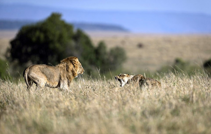 Ở vùng cỏ Nairobi, Kenya, nhiếp ảnh gia Paras Chandaria chụp được những hình ảnh vô cùng ấn tượng và thú vị khi một con sư tử đực đòi "yêu" và bị sư tử cái từ chối thẳng thừng. Không chỉ thế, con sư tử cái còn giận dữ, ra tay cực kỳ tàn bạo và mạnh mẽ với chồng mình. 
