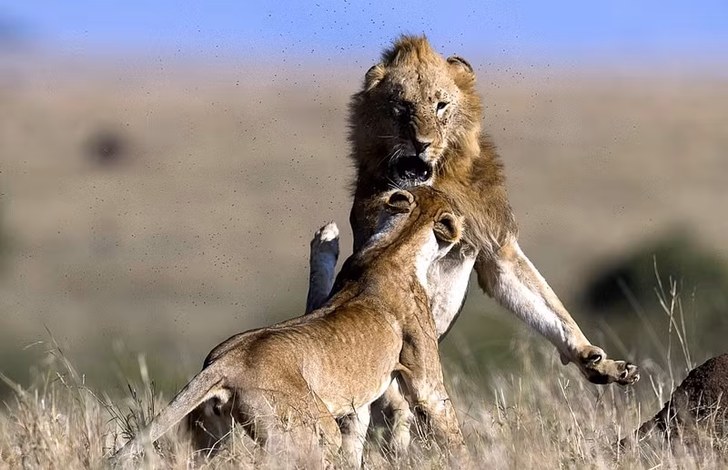 Vấp phải phản ứng quá dữ dội của sư tử cái, sư tử đực cuối cùng cũng biết điều tiết chế lại, kìm hãm ham muốn của mình và chấp nhận rằng thời điểm này không phải là thời điểm phù hợp để yêu đương mặn nồng. 