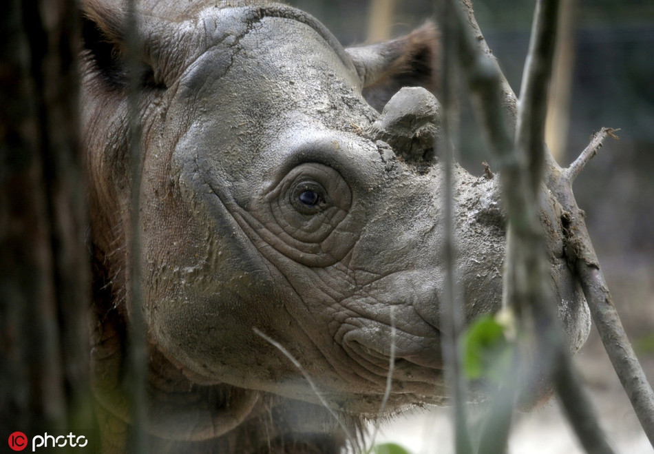 Dau long te giac Sumatra duc cuoi cung o Malaysia da chet