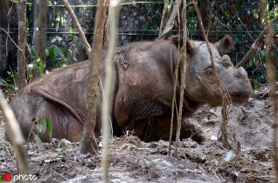 Dau long te giac Sumatra duc cuoi cung o Malaysia da chet-Hinh-2