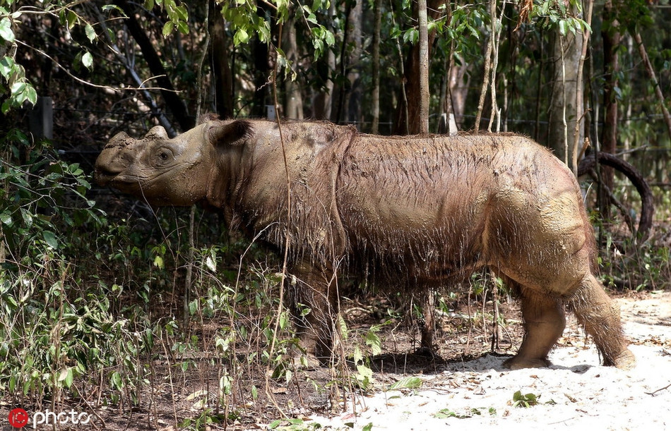 Dau long te giac Sumatra duc cuoi cung o Malaysia da chet-Hinh-4