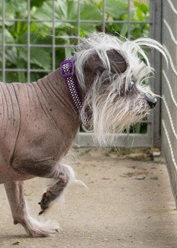 Xot xa chu cho qua xau xi, khong nguoi nhan nuoi-Hinh-4