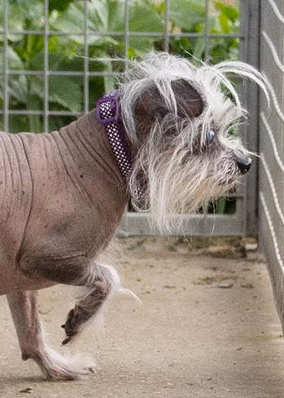 Xót xa chú chó quá xấu xí, không người nhận nuôi - Hình 4 Xot xa chu cho qua xau xi, khong nguoi nhan nuoi-Hinh-4